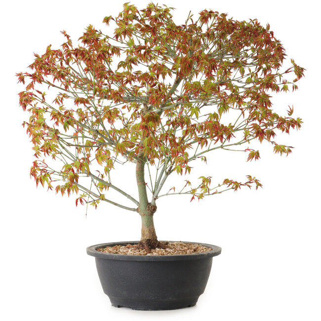 Acer palmatum Kiyohime, 39 cm, ± 8 ans