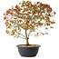 Acer palmatum Kiyohime, 39 cm, ± 8 jaar oud