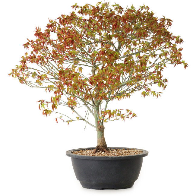 Acer palmatum Kiyohime, 39 cm, ± 8 años