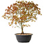 Acer palmatum Kiyohime, 39 cm, ± 8 Jahre alt