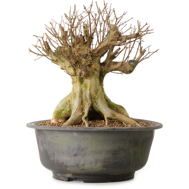 Acer buergerianum, 45 cm, ± 25 anni, con nebari di 30 cm