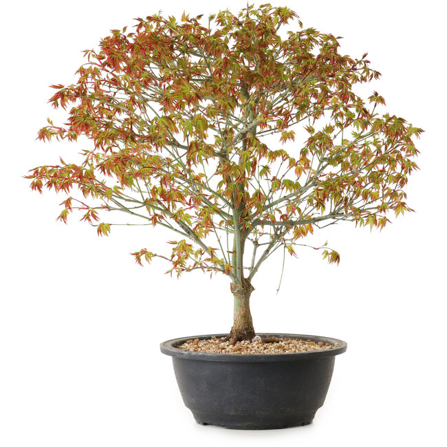 Acer palmatum Kiyohime, 39 cm, ± 8 years old