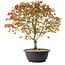 Acer palmatum Kiyohime, 39 cm, ± 8 ans
