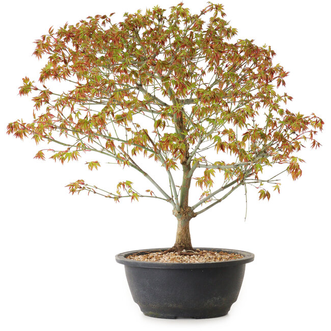 Acer palmatum Kiyohime, 39 cm, ± 8 anni