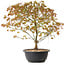Acer palmatum Kiyohime, 39 cm, ± 8 ans
