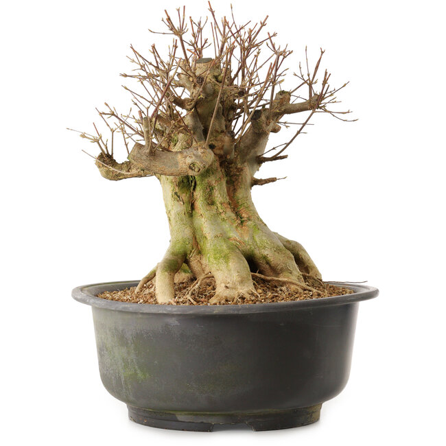 Acer buergerianum, 45 cm, ± 25 ans, avec un nebari de 30 cm