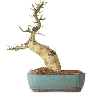 Euonymus alatus, 50 cm, ± 12 años