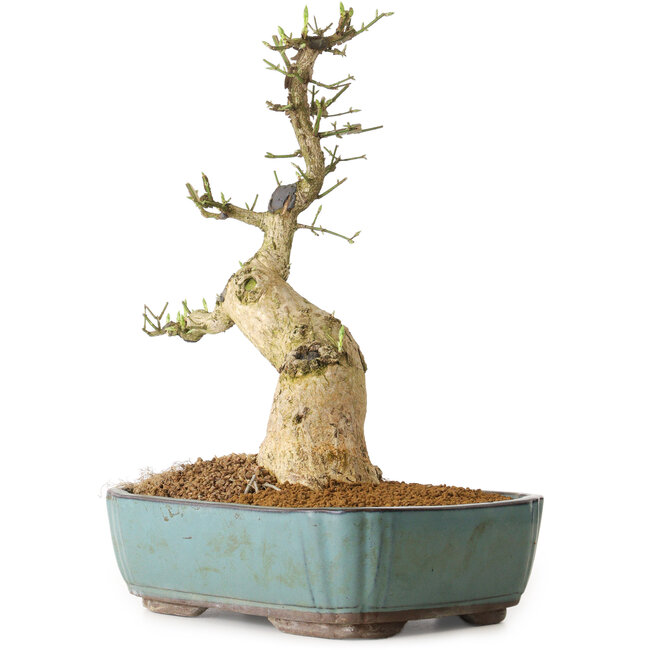 Euonymus alatus, 50 cm, ± 12 years old