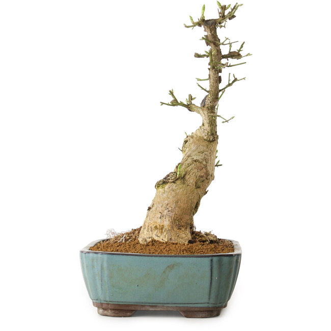 Euonymus alatus, 50 cm, ± 12 Jahre alt