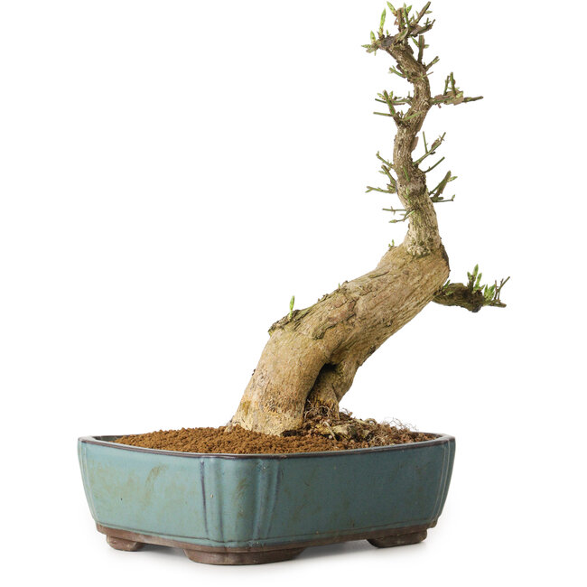 Euonymus alatus, 50 cm, ± 12 ans