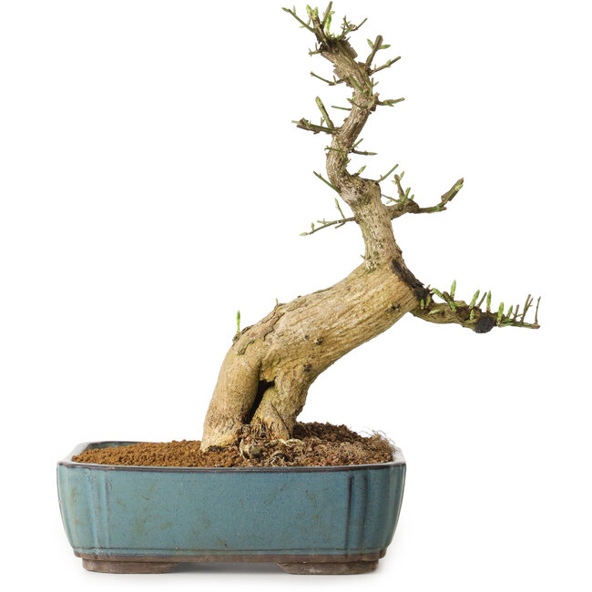 Euonymus alatus, 50 cm, ± 12 years old