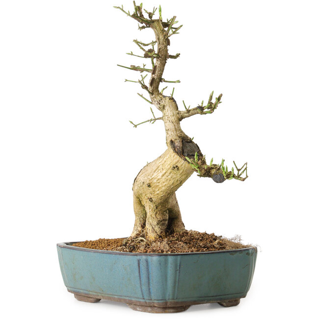 Euonymus alatus, 50 cm, ± 12 anni