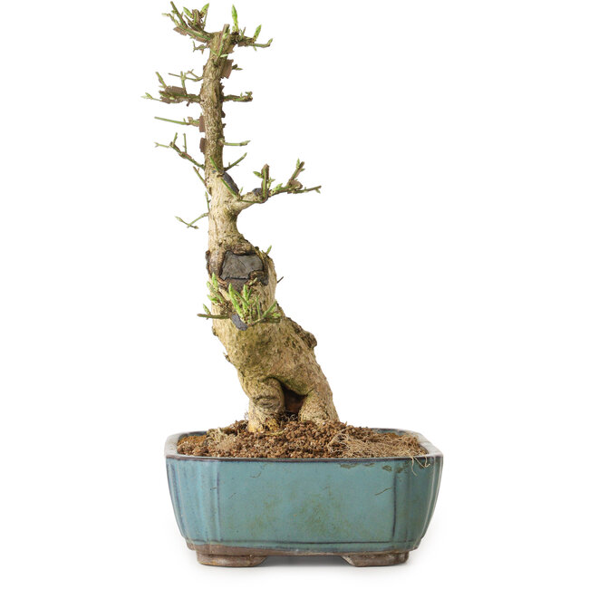 Euonymus alatus, 50 cm, ± 12 ans