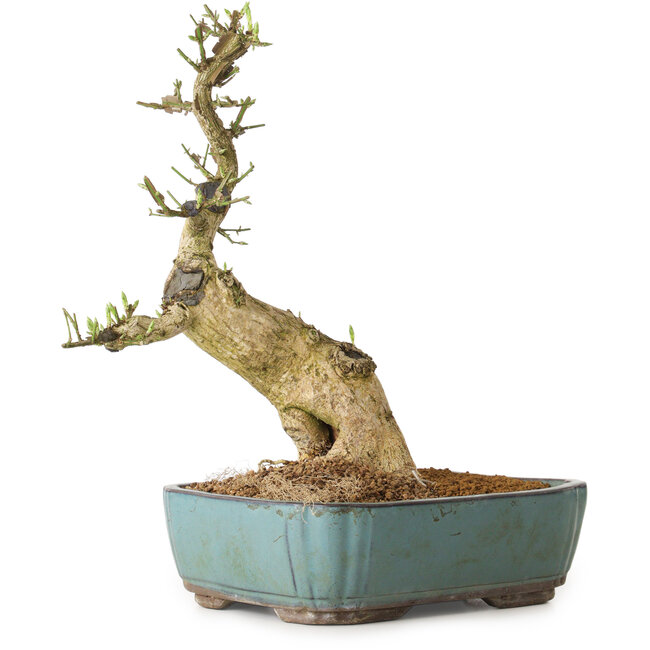 Euonymus alatus, 50 cm, ± 12 Jahre alt