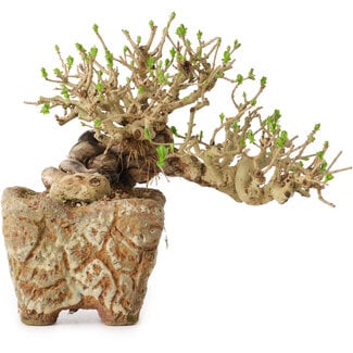 Ligustrum, 22 cm, ± 20 ans