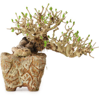 Ligustrum, 22 cm, ± 20 years old