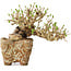 Ligustrum, 22 cm, ± 20 ans