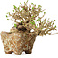 Ligustrum, 22 cm, ± 20 years old