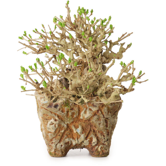 Ligustro, 22 cm, ± 20 anni