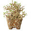 Ligustrum, 22 cm, ± 20 ans