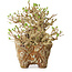 Ligustrum, 22 cm, ± 20 jaar oud