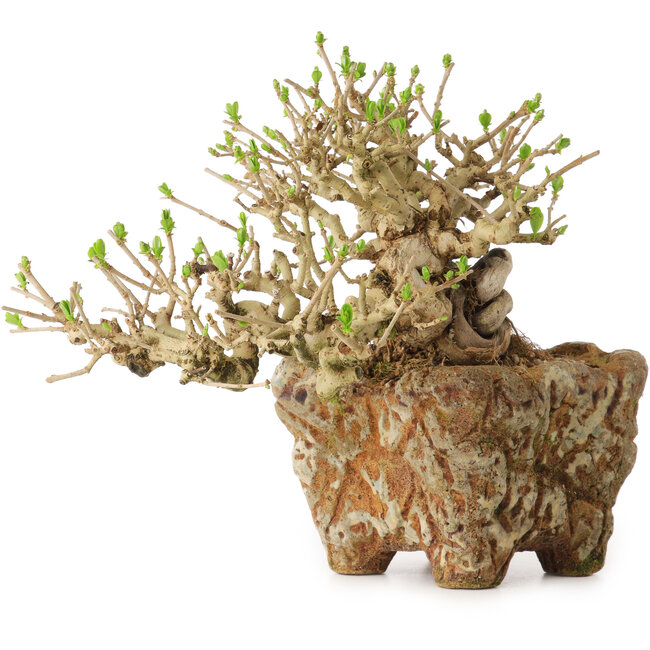 Ligustrum, 22 cm, ± 20 jaar oud