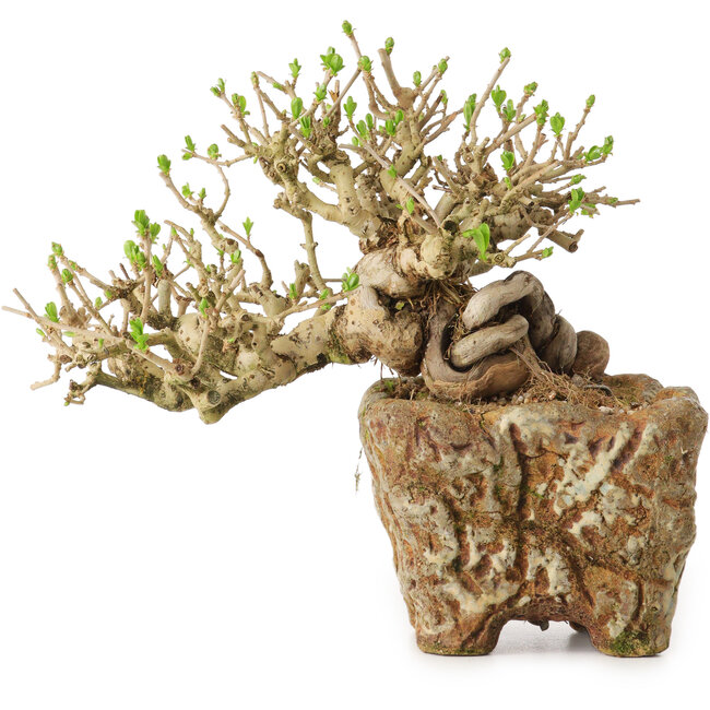 Ligustrum, 22 cm, ± 20 jaar oud