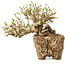 Ligustrum, 22 cm, ± 20 ans