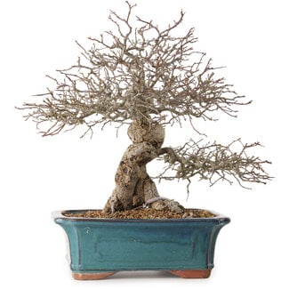 Malus, 40 cm, ± 20 ans