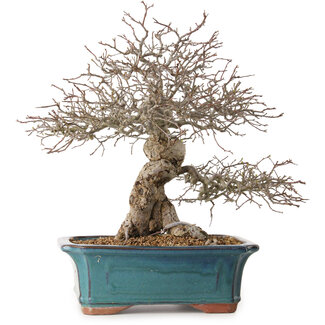 Malus, 40 cm, ± 20 years old