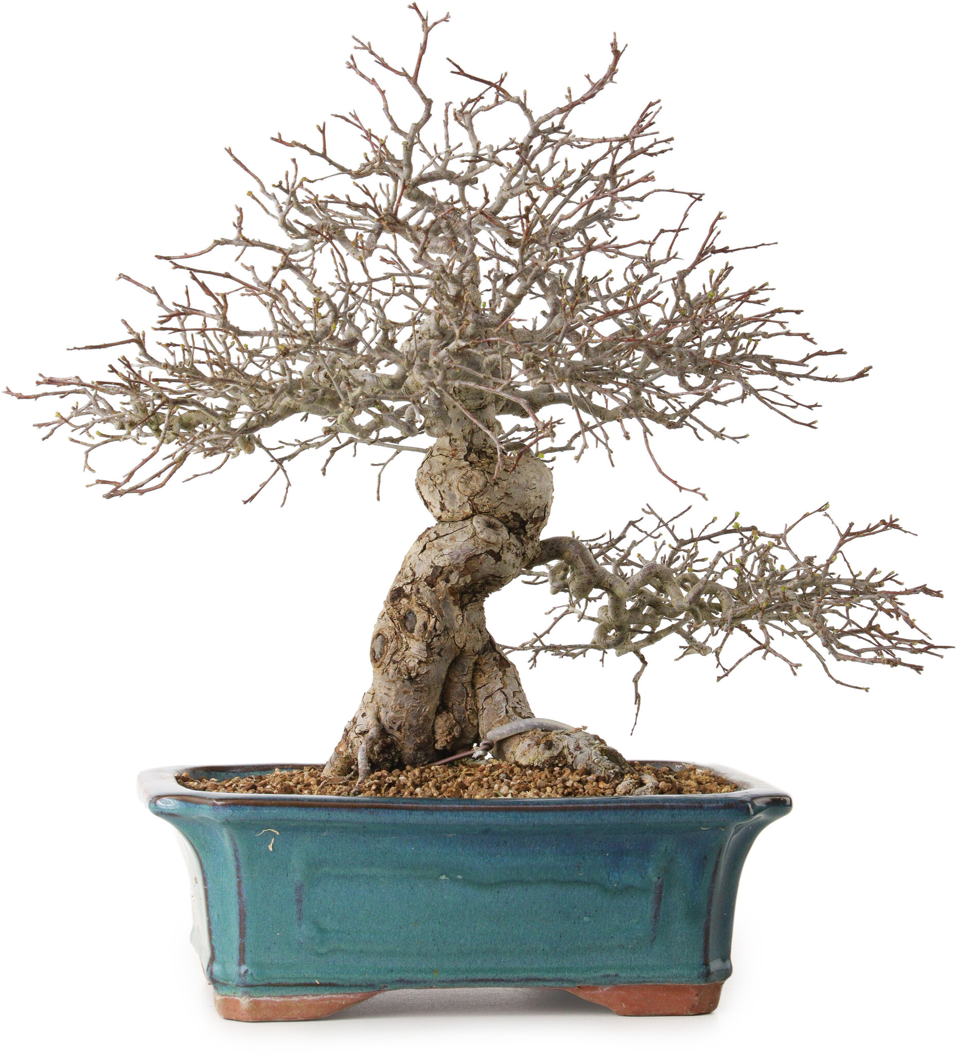 Malus, 40 cm, ± 20 years old, with a nebari of 20 cm - Bonsai Plaza