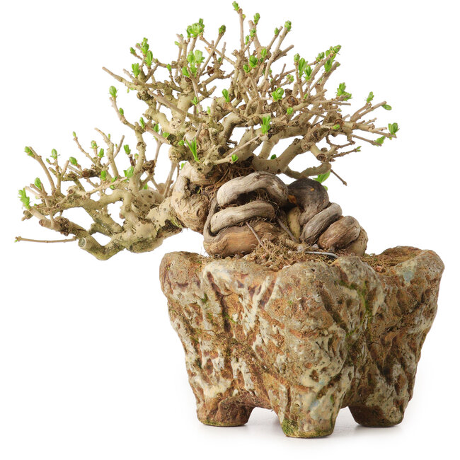 Ligustrum, 22 cm, ± 20 Jahre alt