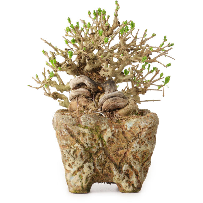 Ligustro, 22 cm, ± 20 anni