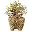 Ligustrum, 22 cm, ± 20 ans