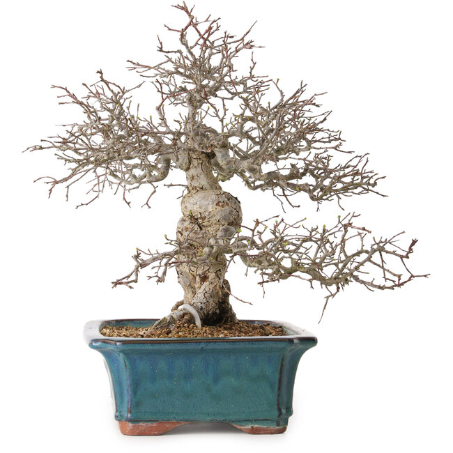 Malus, 40 cm, ± 20 years old, with a nebari of 20 cm