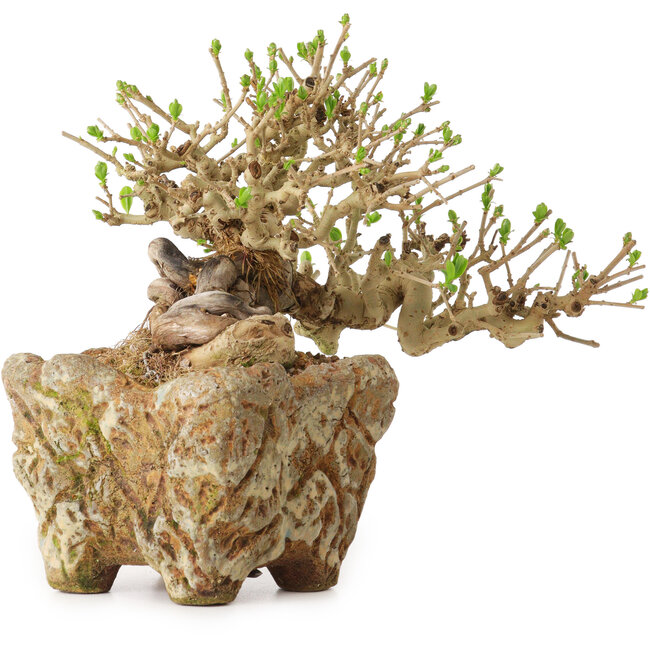 Ligustrum, 22 cm, ± 20 jaar oud