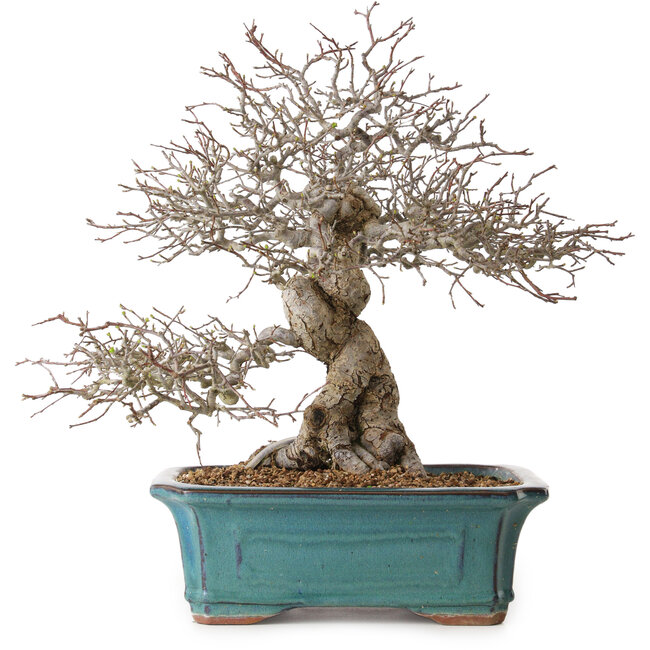 Malus, 40 cm, ± 20 ans, avec un nebari de 20 cm