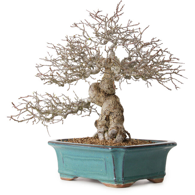 Malus, 40 cm, ca. 20 Jahre alt, mit einem Nebari von 20 cm