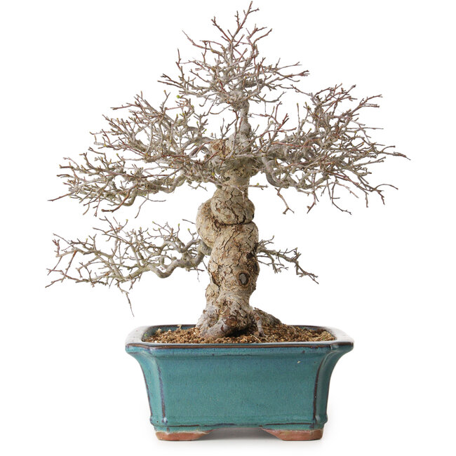 Malus, 40 cm, ca. 20 Jahre alt, mit einem Nebari von 20 cm