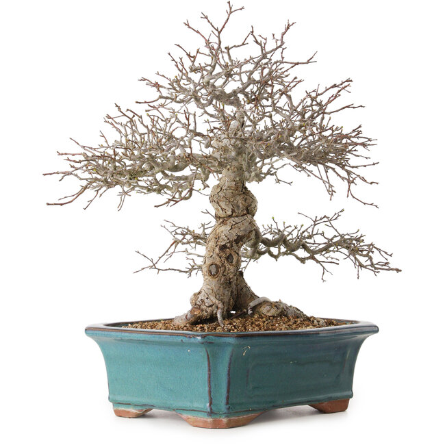 Malus, 40 cm, ± 20 jaar oud, met een nebari van 20 cm