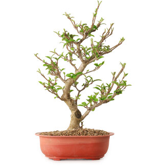 Viburnum, 40 cm, ± 8 years old