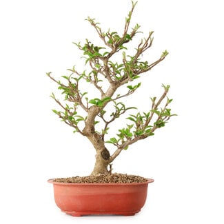 Viorne, 40 cm, ± 8 ans