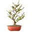 Viburnum, 40 cm, ± 8 years old, with a nebari of 20 cm