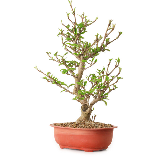 Viburno, 40 cm, ± 8 años de edad, con un nebari de 20 cm.