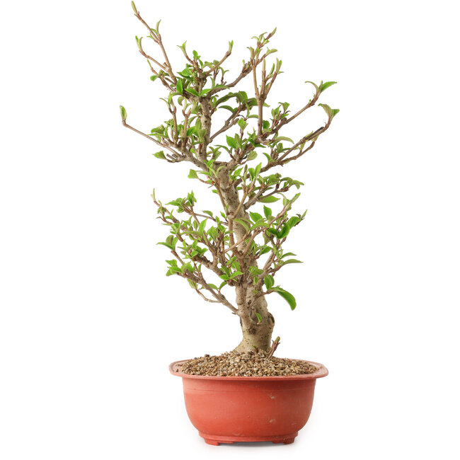 Viorne, 40 cm, ± 8 ans, avec un nebari de 20 cm