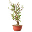 Viburnum, 40 cm, ± 8 years old, with a nebari of 20 cm