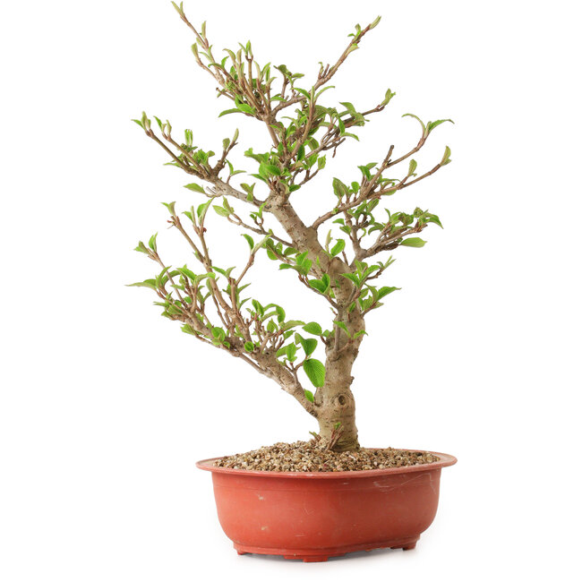 Viburno, 40 cm, ± 8 anni, con nebari di 20 cm