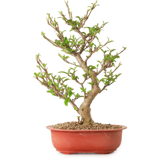 Viburno, 40 cm, ± 8 años de edad, con un nebari de 20 cm.