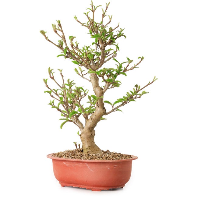 Viburno, 40 cm, ± 8 anni, con nebari di 20 cm