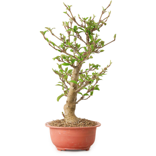 Viburnum, 40 cm, ± 8 years old, with a nebari of 20 cm